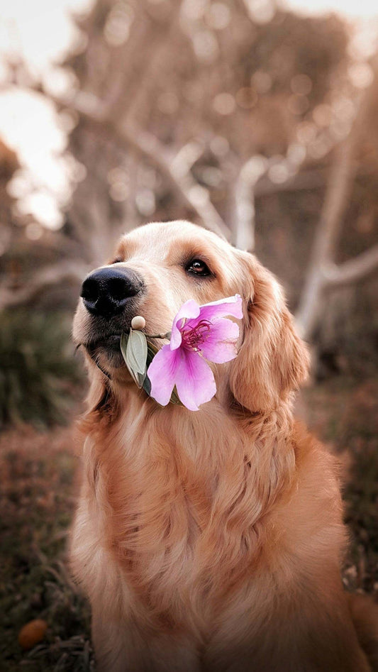Why you should not forget about your pet